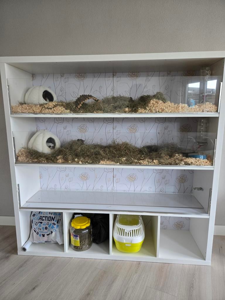 Cavia flat, Dieren en Toebehoren, Knaagdieren en Konijnen | Hokken en Kooien, Ophalen, 110 cm of meer, Nieuw, 90 cm of meer