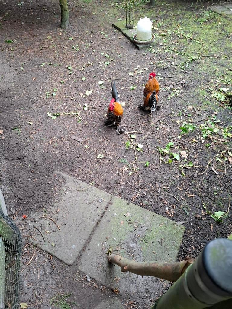 JONGE HANEN, Dieren en Toebehoren, Mannelijk, Kip