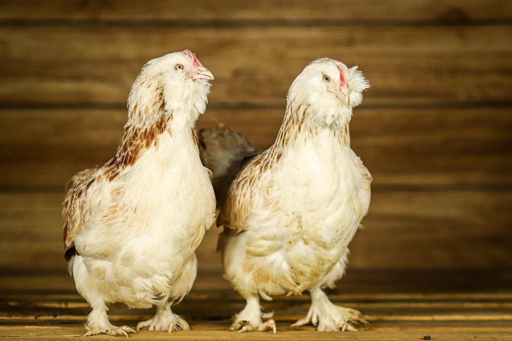 Faverolle kriel kippenkuikens | Gesekst en Ingeënt, Vrouwelijk, Kip