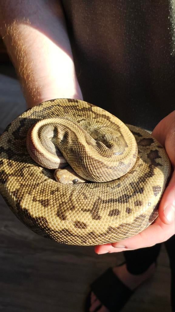 Mannelijke KoningsPython (met overdrachtsverklaring)