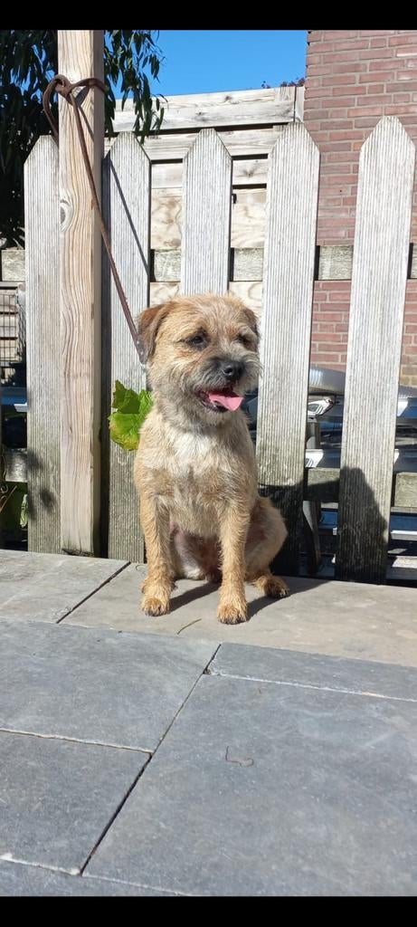 Mooie borderterrier pups te koop border terriër, Overige rassen, 8 tot 15 weken, Meerdere, Meerdere dieren