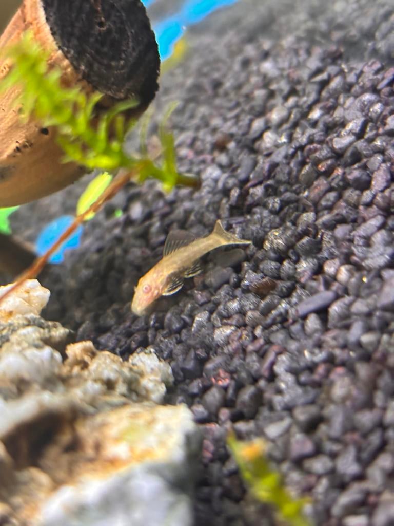 Ancistrus Borstelneusmeerval L144, Vis, Zoetwatervis