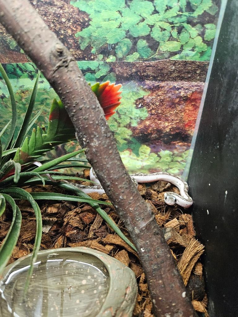 Pantherophis obsoleta White sided Texaanse rattenslang Rat Snake - female for sale from TerShop