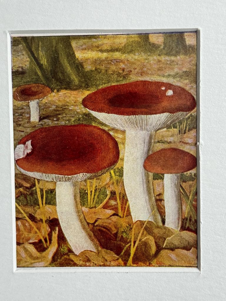 1932 OUD Litho paddestoel1932 Russula rubra - P0690-12, Ophalen of Verzenden, Lithografie
