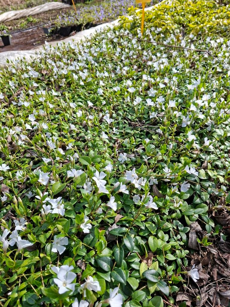 Maagdenpalm wit-blauw-paars, Bodembedekkers, Volle zon, Vaste plant, Ophalen of Verzenden