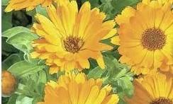 Zaden gele Goudsbloem - Calendula officinalis, Ophalen of Verzenden, Volle zon, Zaad