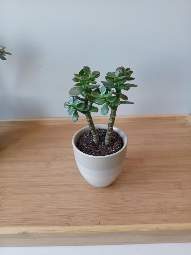 Crassula bonsai 15cm, Ophalen, Vetplant, Halfschaduw, In pot