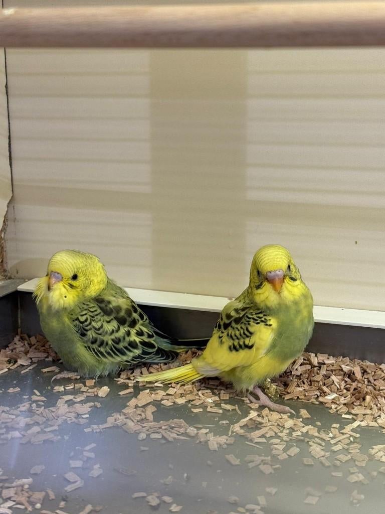 Te koop  super jonge grasparkieten, Geslacht onbekend, Parkiet, Tam