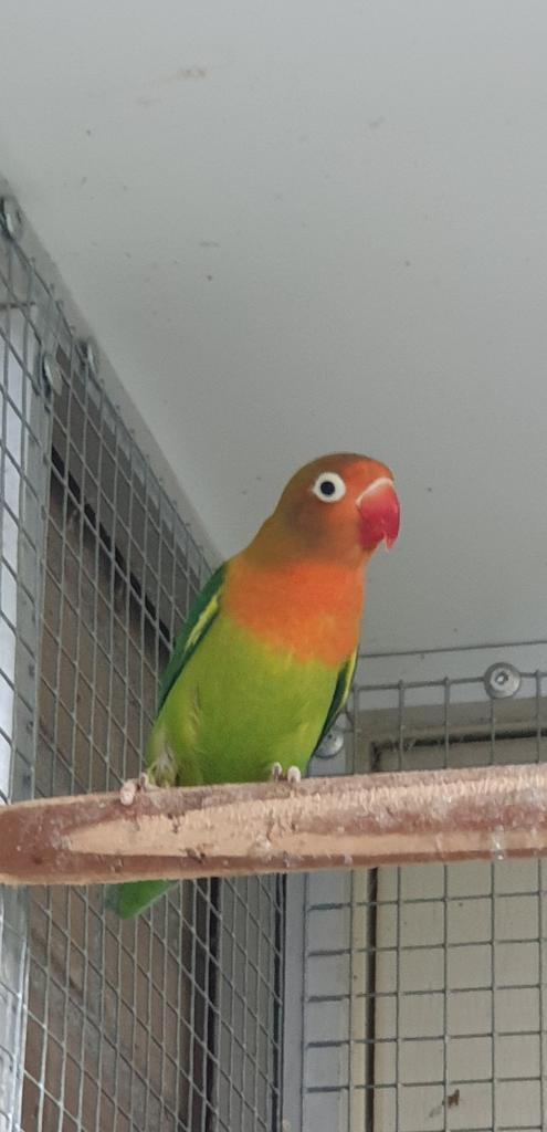 Agapornis fischeri wildkleur net uitgevlogen, Geslacht onbekend, Dwergpapegaai of Agapornis