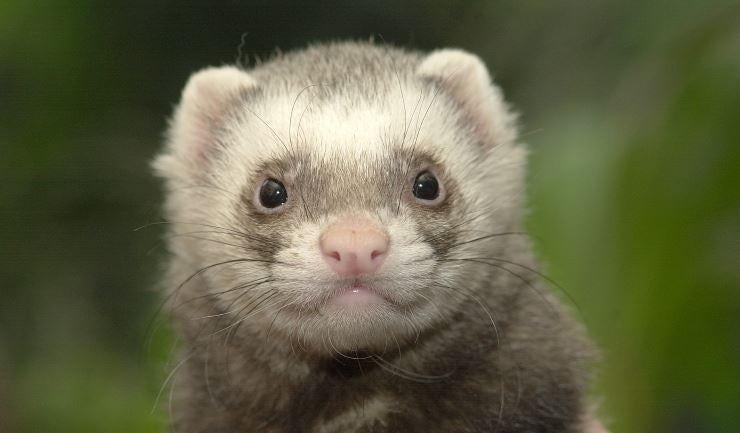 Gezocht: frettenpup (ram) binnen opgegroeid, Mei, Mannelijk