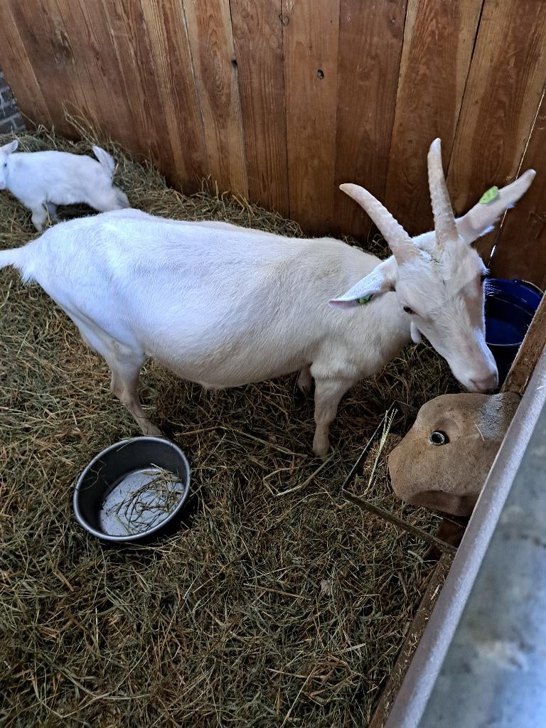 witte melkgeit met lam te koop., Meerdere dieren, Geit