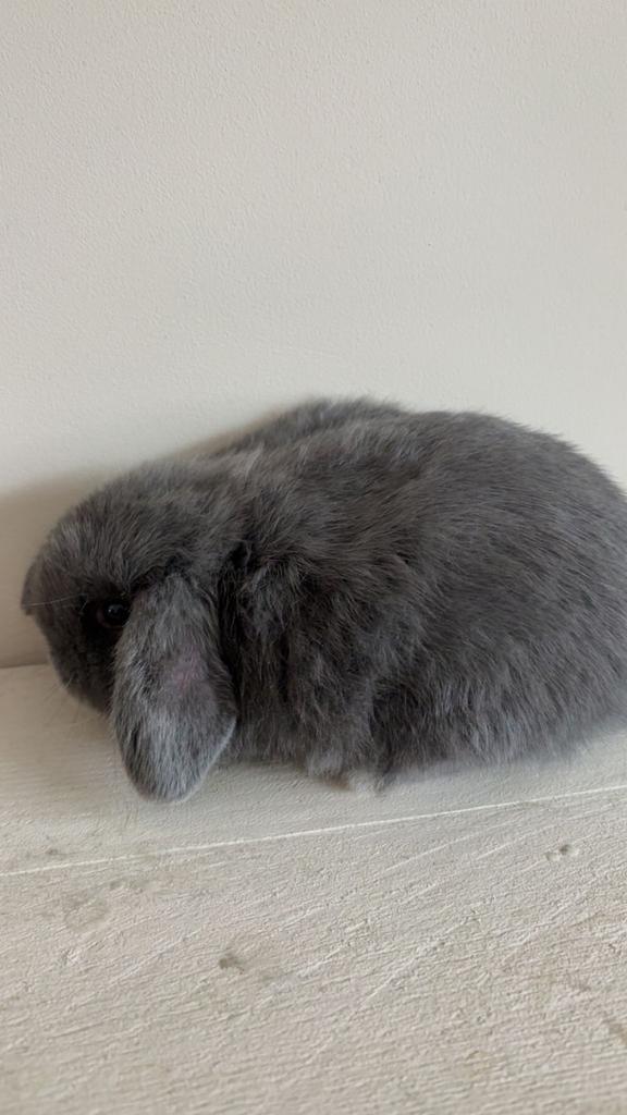 Baby hangoortjes, Dieren en Toebehoren, Konijnen, Meerdere dieren, Dwerg