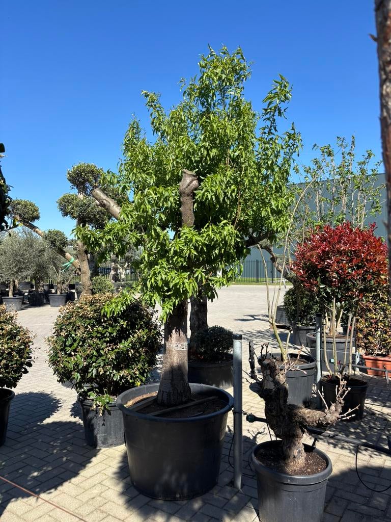 Prunus dulcis - amandelboom, Tuin en Terras, Overige soorten, Lente, 250 tot 400 cm, Ophalen