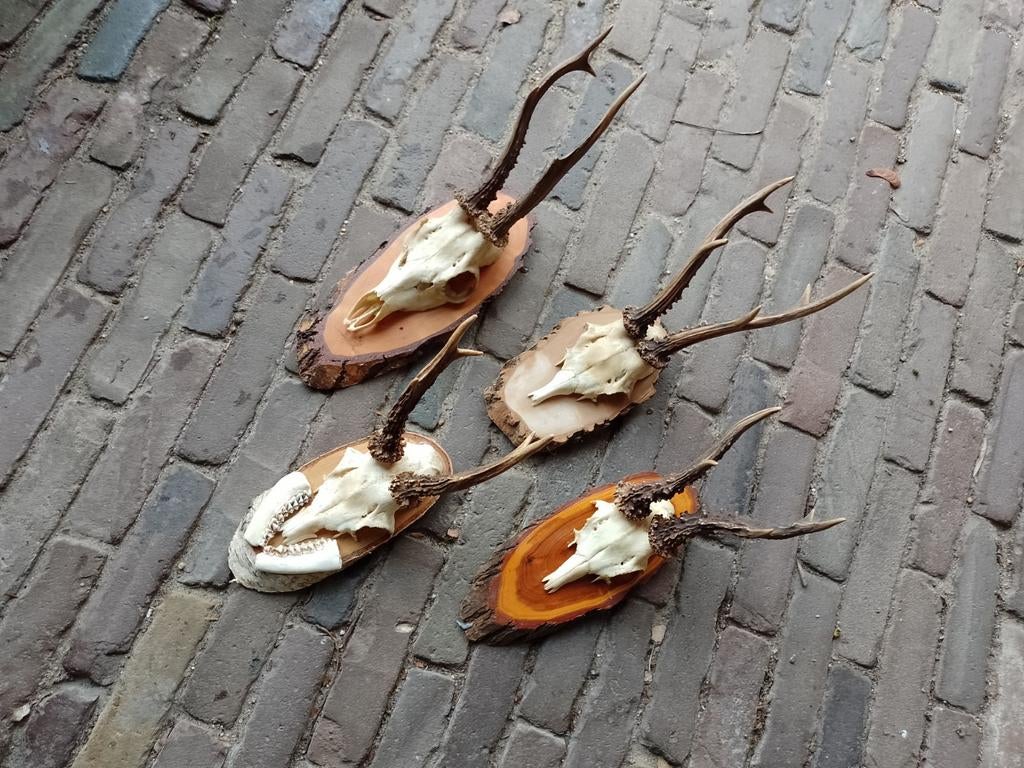 Lot van 4 geweitjes gewei reebok ree schedel landelijk, Ophalen of Verzenden