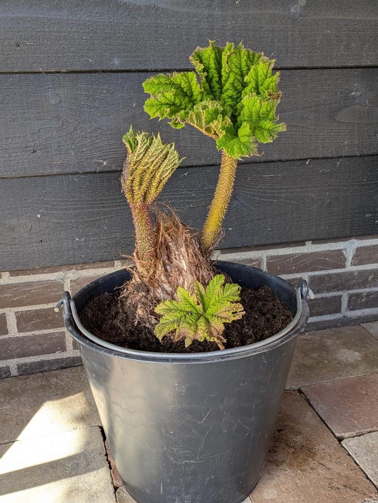 Prachtige Gunnera Manicata, Mammoetblad, Ophalen