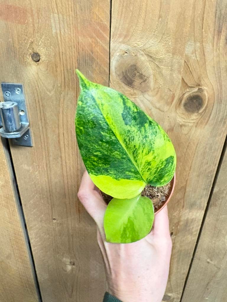 Monstera deliciosa variegata plant aurea yellow lemon lime, Huis en Inrichting, Kamerplanten, Ophalen of Verzenden, Halfschaduw