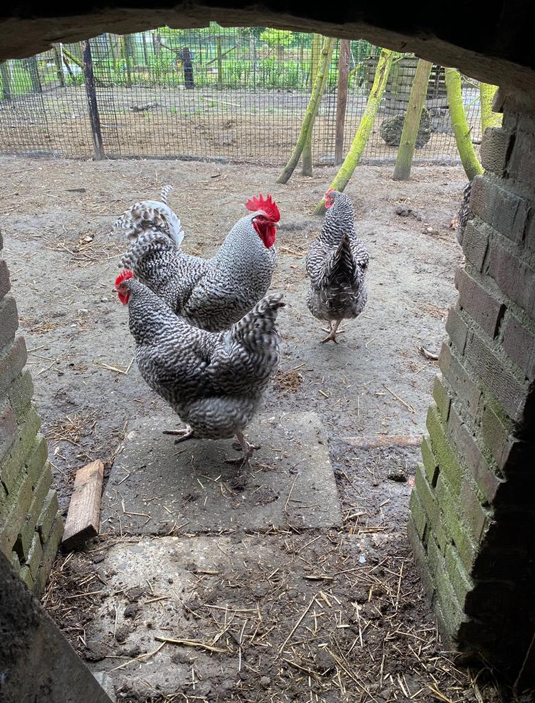 Mooie broedeieren noord hollandse blauwe, Dieren en Toebehoren, Pluimvee, Geslacht onbekend, Kip