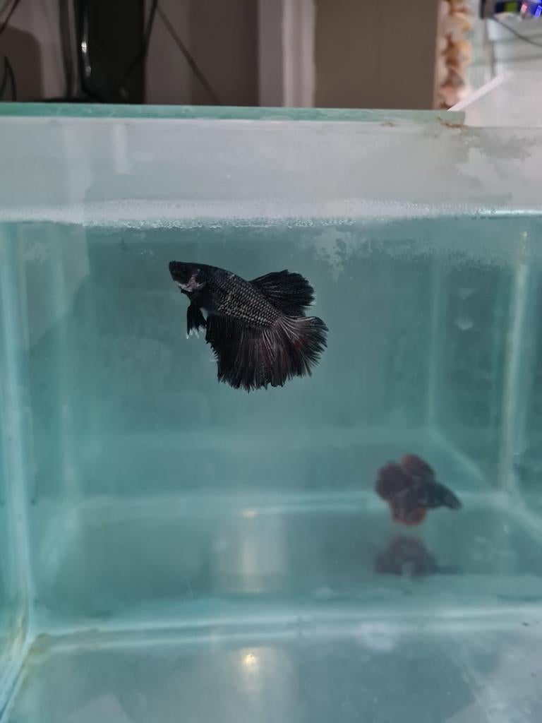 Super Delta Betta splendens, kempvis man, Vis, Zoetwatervis