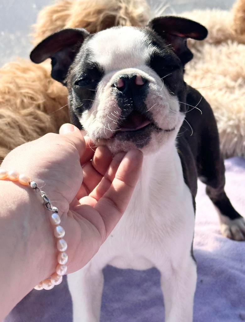 Boston Terrier puppy te koop, Particulier, 8 tot 15 weken, Meerdere, Reu