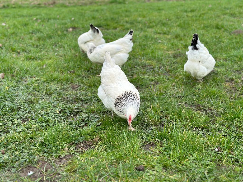 Jonge tamme Sussex kippen gesekst & ingeënt, Vrouwelijk, Kip