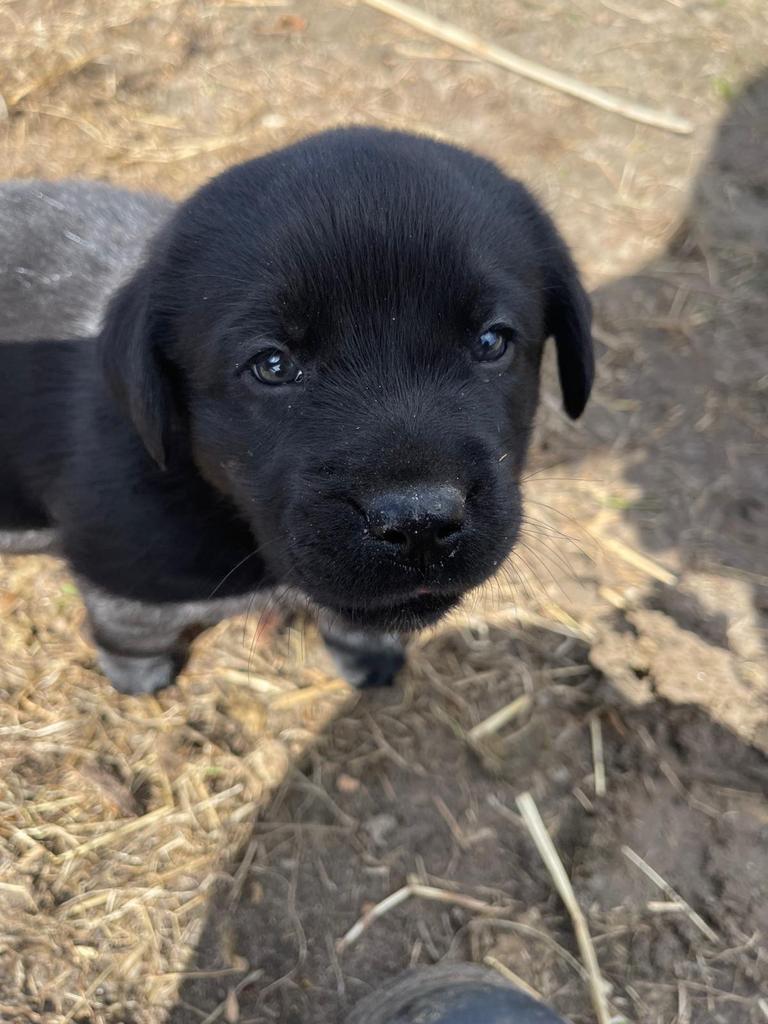 1 pup beschikbaar!Kruising labrador met australische herder., Overige rassen, 8 tot 15 weken, Meerdere, Meerdere dieren