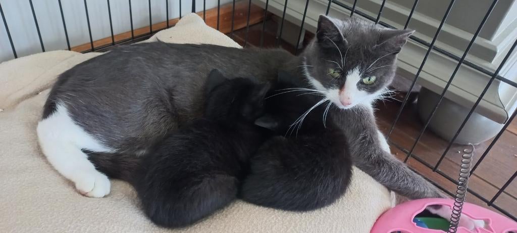 Super lieve Kittens, Dieren en Toebehoren, Meerdere dieren, Kortharig, 0 tot 2 jaar