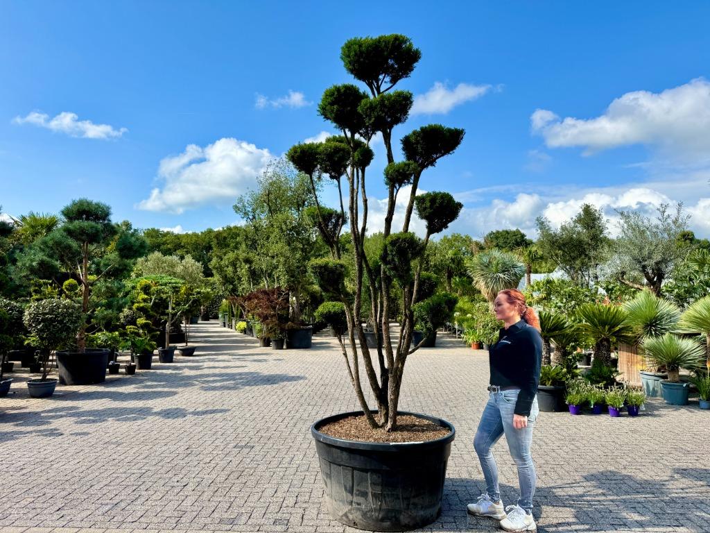 Taxus media 'Hillii' pon pon / tuinbonsai te koop!, Bloeit niet, 250 tot 400 cm, Volle zon, In pot