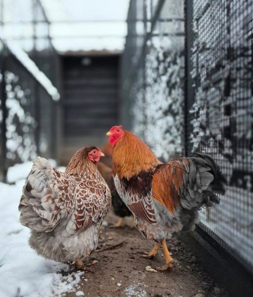 Broedeieren wyandotte krielkip op voorraad, Geslacht onbekend, Kip