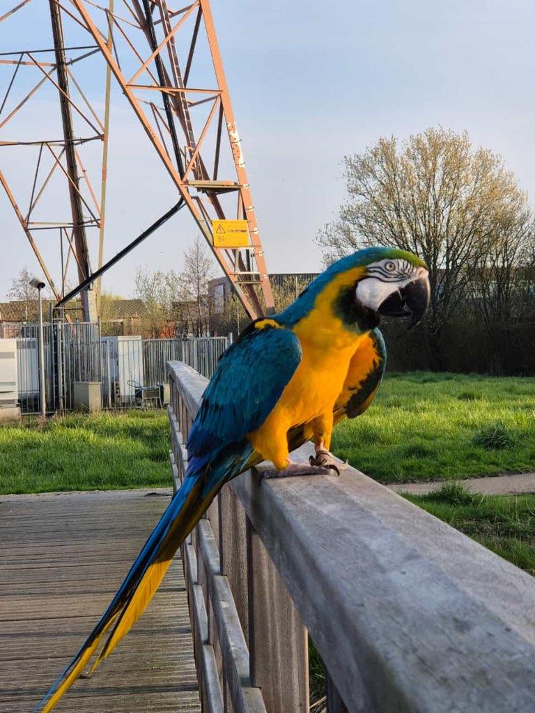 Blauwgele ara, Dieren en Toebehoren, Vogels | Parkieten en Papegaaien, Mannelijk, Papegaai, Pratend