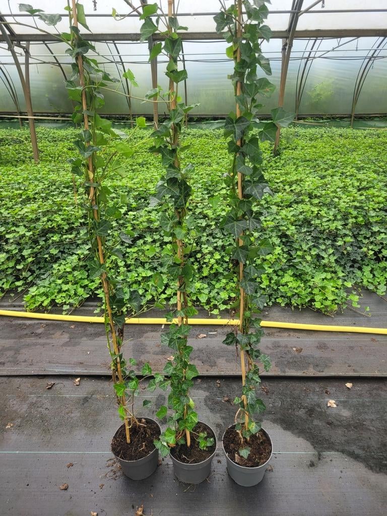 Hedera Klimop - Groene klimmer voor uw tuin!, Tuin en Terras, Vaste plant, Ophalen of Verzenden, Bloeit niet, Halfschaduw