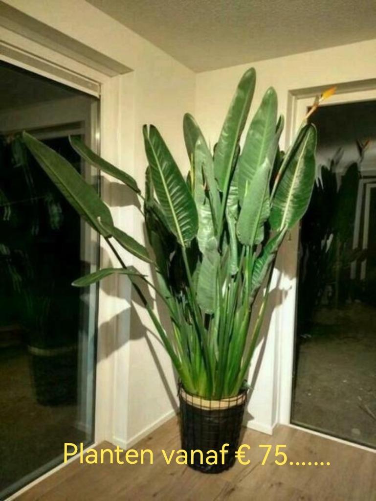 Strelitzia Reginae /Grote kamerplant  Paradijsvogelplant, Vaste plant, Halfschaduw, Lente, Ophalen