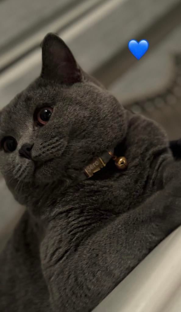 Dekkater Briste korthaar ervaren, 3 tot 5 jaar