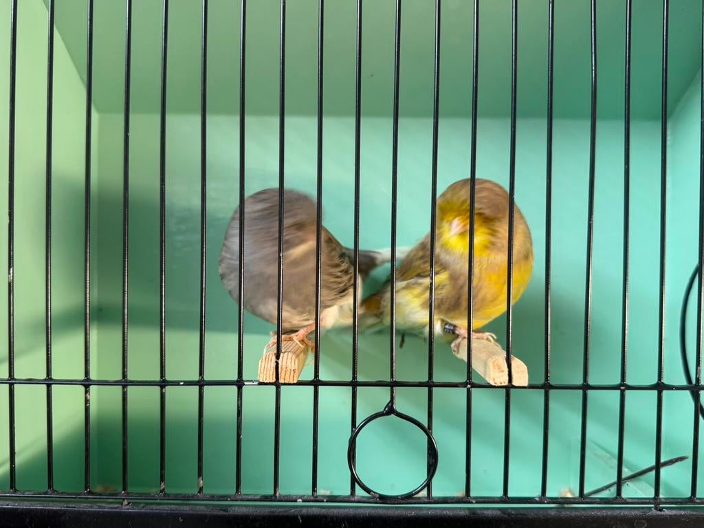 Gloster/canaries poppen en mannen, Meerdere dieren, Postuurkanarie