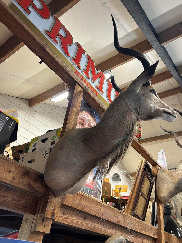 Opgezette Kudu - Prachtig Decoratiestuk, Ophalen of Verzenden