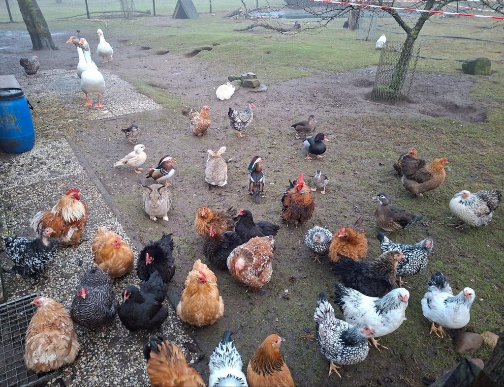 Broedeieren Cochin, Wyandotte, Orpington, Dieren en Toebehoren, Geslacht onbekend, Kip