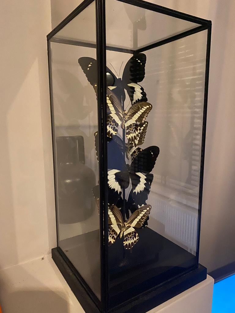 Vlinder woondecoratie, Huis en Inrichting, Ophalen, Zo goed als nieuw