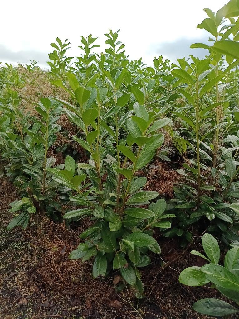 Laurier Novita, Ophalen of Verzenden, Laurier, Haag, 100 tot 250 cm