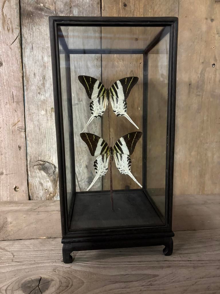 Mooie vitrine met twee opgezette Graphium Androcles vlinders, Ophalen, Nieuw, Insect, Opgezet dier