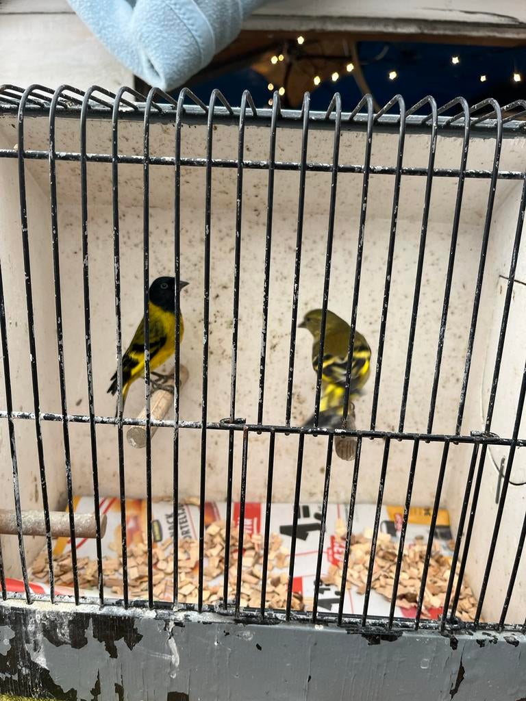 Koppel zwartkop sijzen, Dieren en Toebehoren, Meerdere dieren