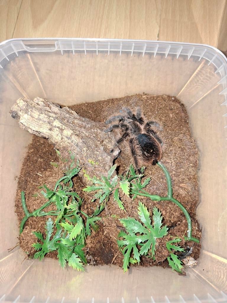 Krulhaarvogelspin(Tliltocatl albopilosus), Spin of Schorpioen