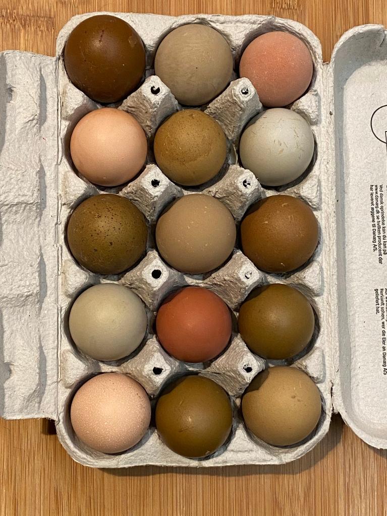 Broedeieren groenlegger en kleurlegger, Dieren en Toebehoren, Geslacht onbekend, Kip