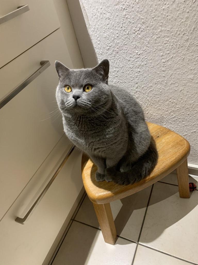 Britse korthaar Dekkater ( niet te koop)met dek garantie  ., 3 tot 5 jaar