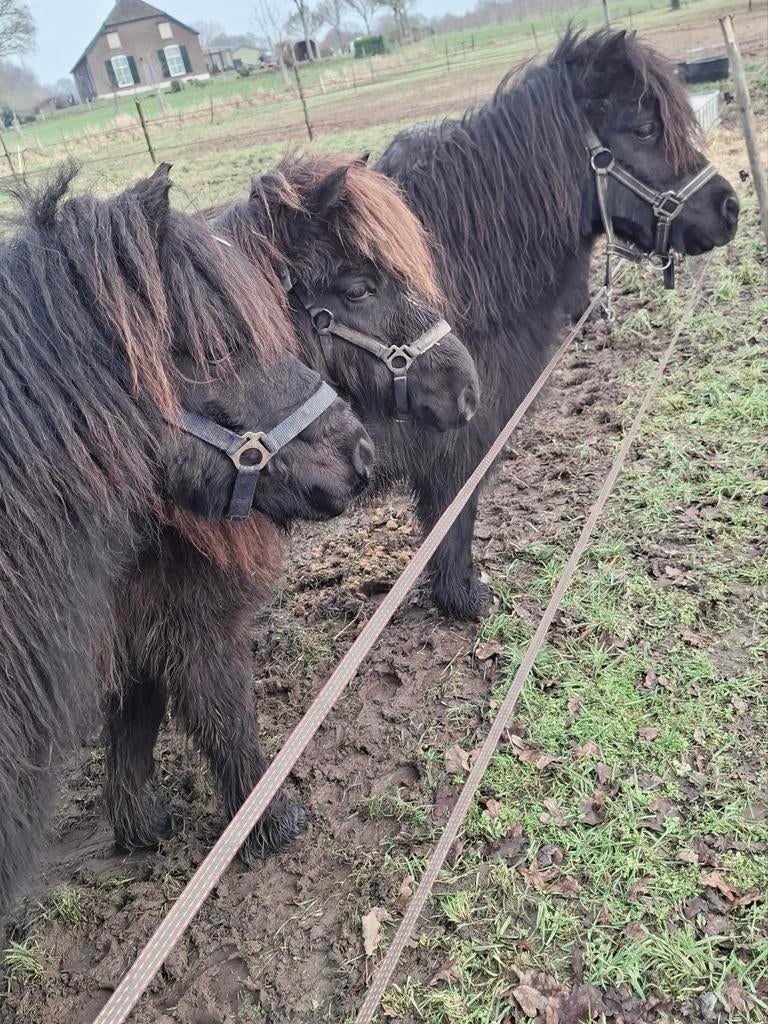 Shetlander Opfok stal ,of zoek je een vakantie  adres stal, Opfok