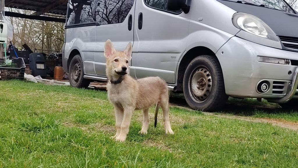 Tsjecho-Slowaakse wolfhond
Teefje, Dieren en Toebehoren, Particulier, Overige rassen, 8 tot 15 weken, Buitenland