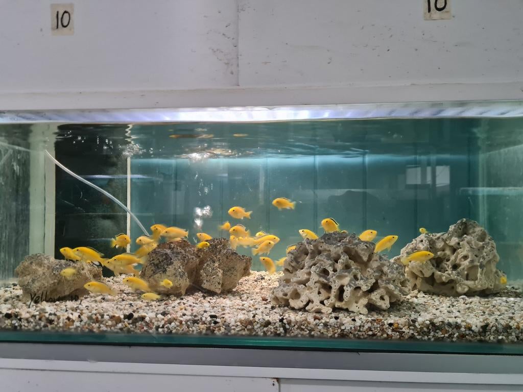 Labidochromis Caeruleus Yellow Kakusa Malawi Cichliden, Vis, Zoetwatervis