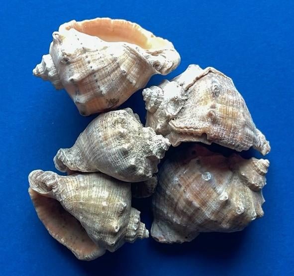 Stevige slakkenhuizen 10 stuks voor € 5,-!!!, Ophalen of Verzenden, Nieuw, Overige typen