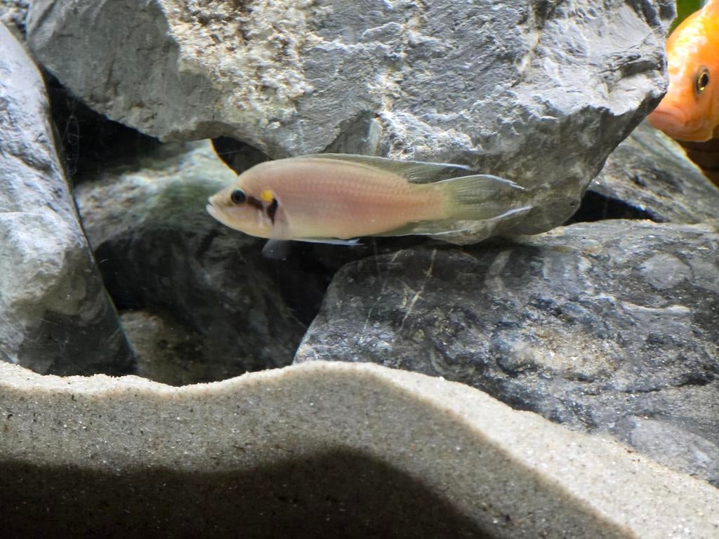 Princess of burundi, Dieren en Toebehoren, Reptielen en Amfibieën