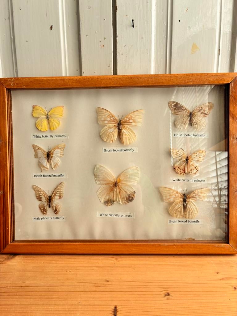 Vintage vlinders (8) in houten lijst, Huis en Inrichting, Ophalen, Gebruikt, Hout, Minder dan 50 cm