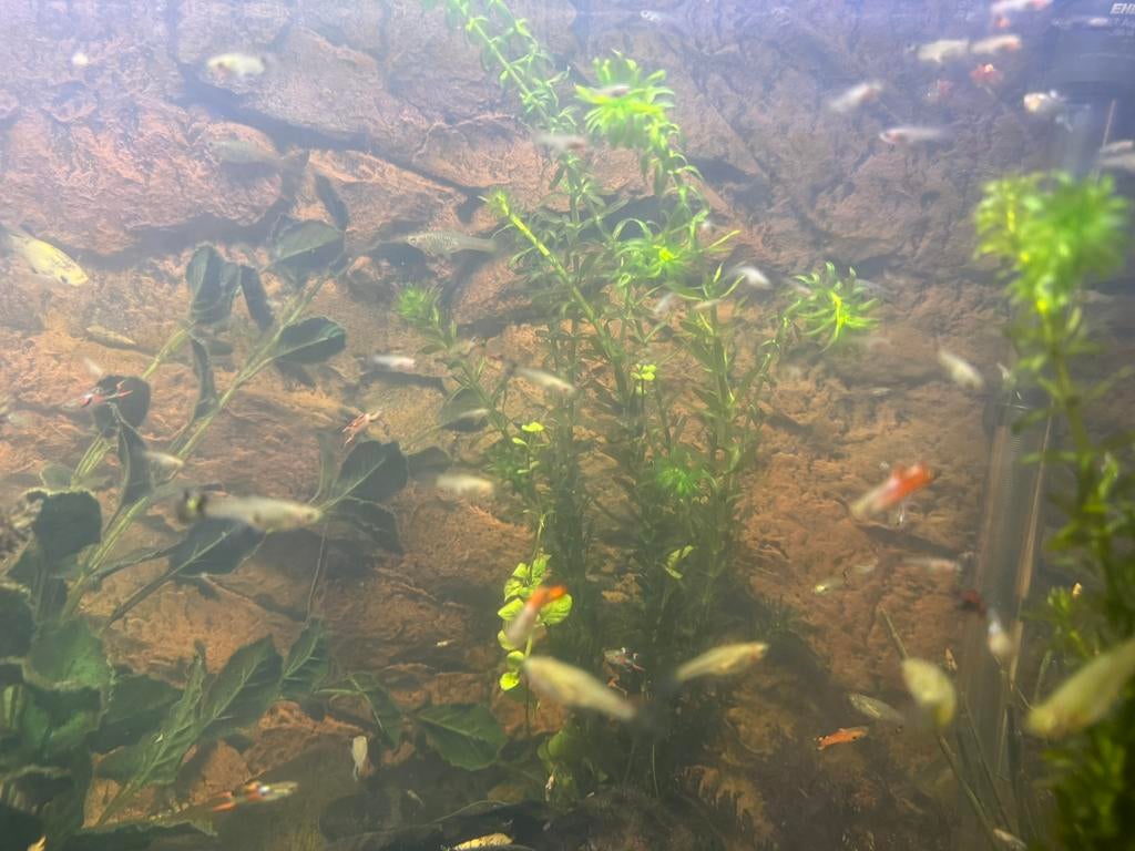 Zoetwater guppy’s gemixt, Vis