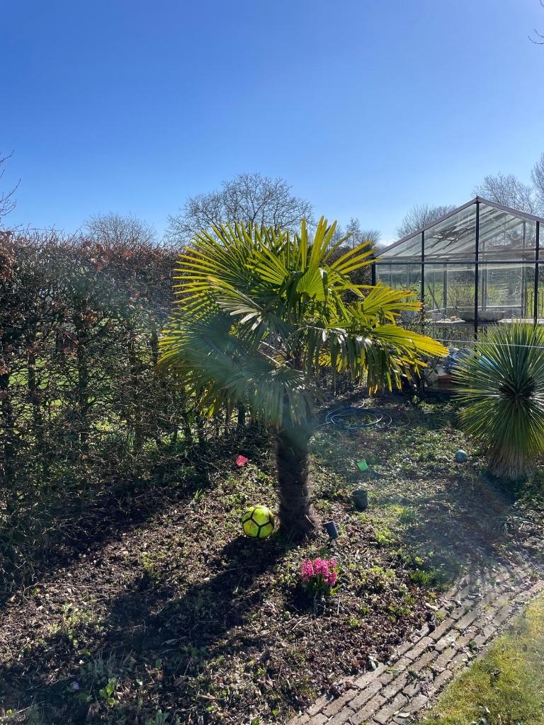 Palmbomen en yucca’s, Tuin en Terras, Bloeit niet, 100 tot 250 cm, Palmboom, Ophalen